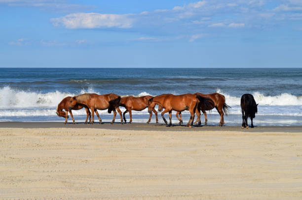 дикие мустанги на пляже - horse animals in the wild water beach стоковые фото и изображения