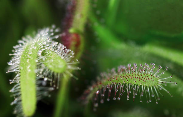 istock The sundew catches insects with its sticky droplets 1161460769
