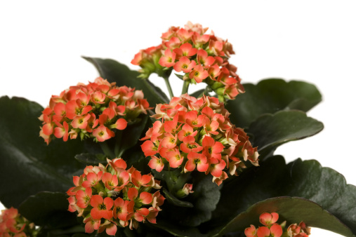 Kalanchoe is one of the prettiest and well known representatives of the succulent family. 