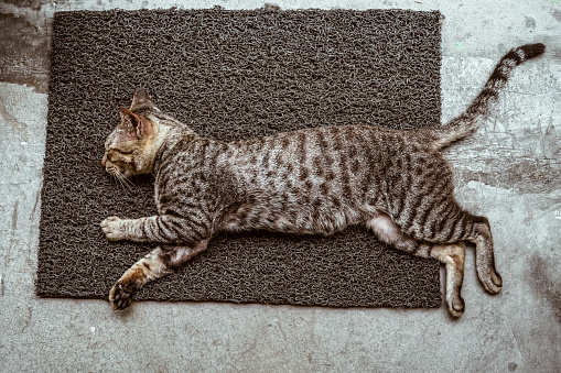 Sleeping cat on a doormat, top view