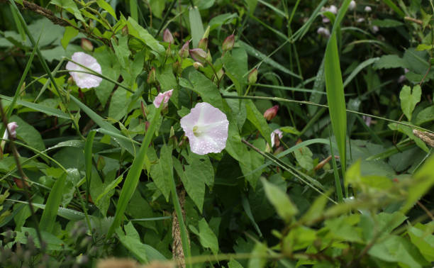 Field Bindweed on the Wetlands of British Columbia Invasive bindweed with pink and white petals in the Fraser Valley, Canada. Convolvulus arvensis L. Also known as morning glory. bindweed photos stock pictures, royalty-free photos & images