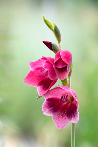 gladiolo - gladiolus fotografías e imágenes de stock