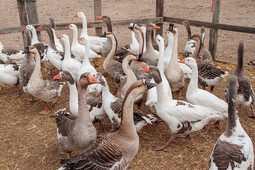 horizontal view of a group of white and gray geese together in the barnyard