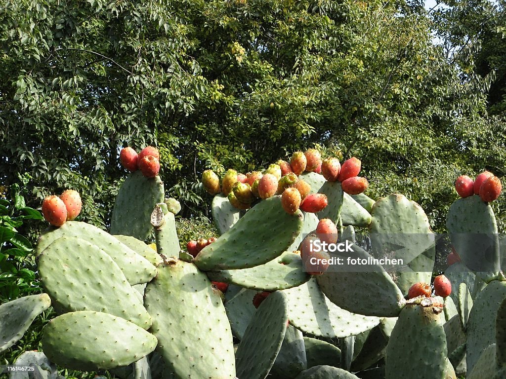 Prickly rose - Lizenzfrei Dornig Stock-Foto