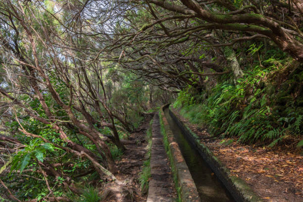istock Trekking of 25 fontes and Risco Waterfall in Madeira (Portugal) 1161471065