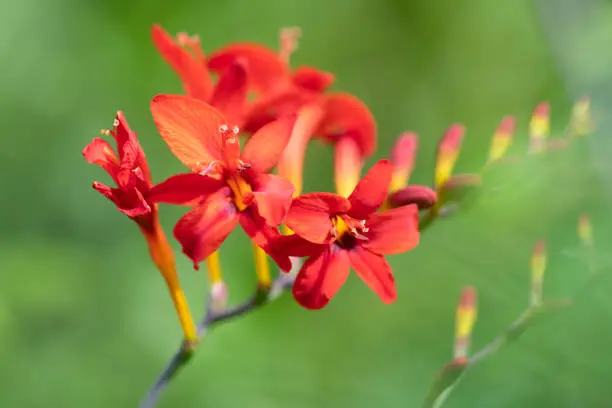 Lucifer Crocosmia in Blossom