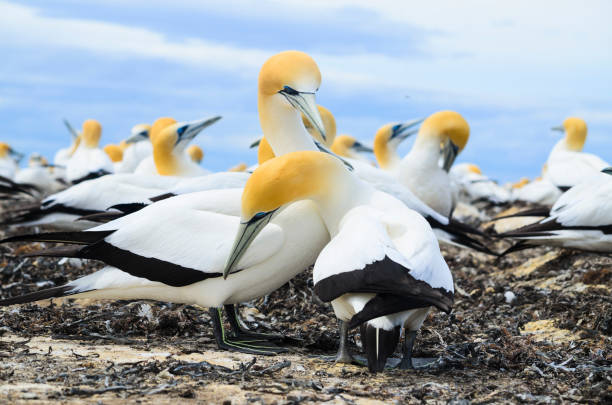 istock Gannet colony at Cape Kidnappers, Hawkes Bay 1161472524