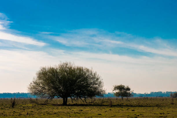 istock Espinillo, scientific name Acacia caven. 1161472945