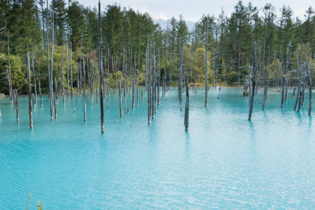 istock Summer blue pond in Biei 1161475248