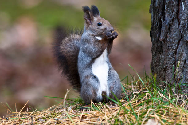 istock Wild squirrels living in Hokkaido 1161475341