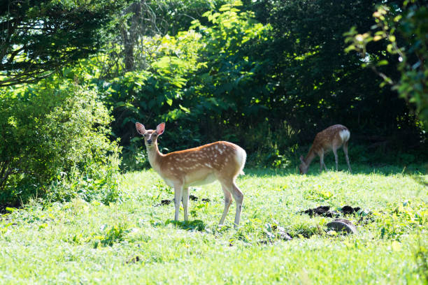 istock Wild deer of Hokaido Japan 1161475343