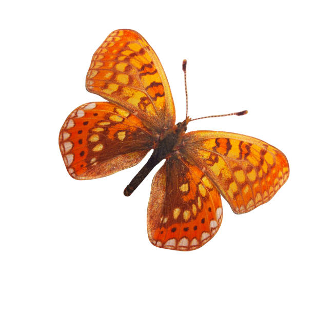 yellow butterfly. isolated on white background
