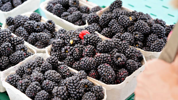 istock Blackberries in paper cups on display at farmer market 1161478488