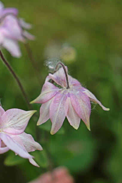 istock Dandelion Fuzz on Pink Columbine 1161484309