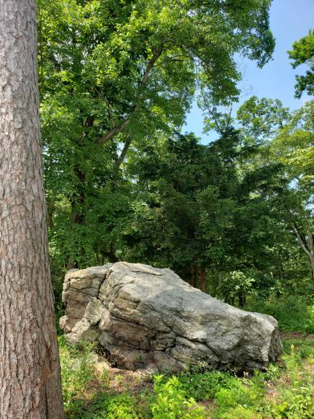 grande roche simple dans la verdure et l'arbre grand - beautiful tree day rock photos et images de collection