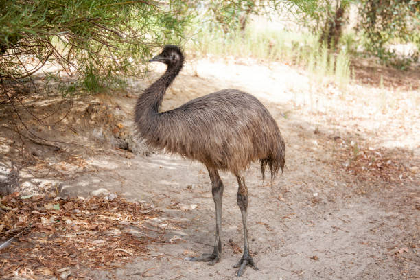 istock Australian Animal Emu 1161494702