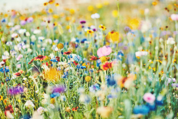 pradera de verano con vibrantes flores silvestres - poppy field fotos fotografías e imágenes de stock