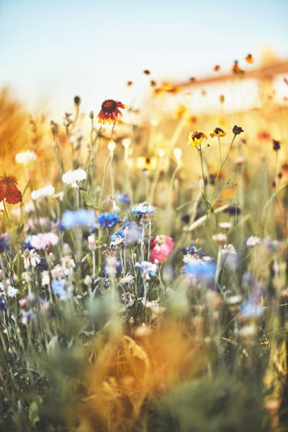 istock Summer meadow with vibrant wildflowers 1161496197