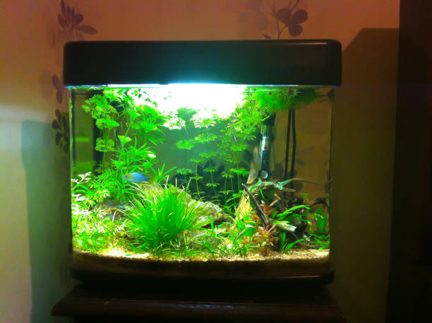 istock Aquarium planted with cyclids and shrimp 1161497906