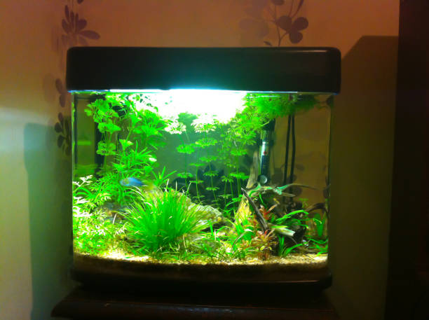 istock Aquarium planted with cyclids and shrimp 1161497934