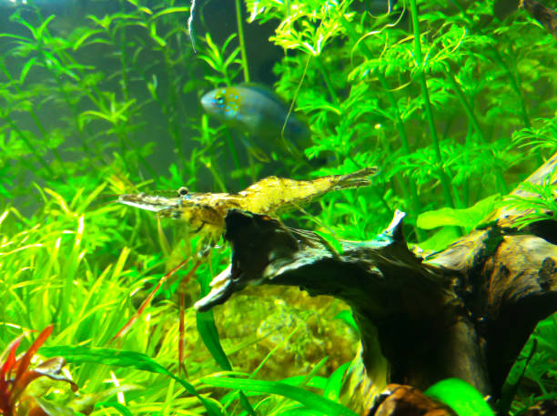 istock Aquarium planted with cyclids and shrimp 1161497959