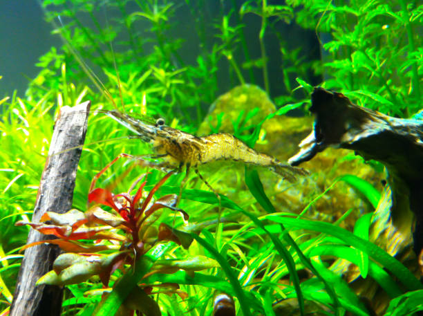 istock Aquarium planted with cyclids and shrimp 1161497960