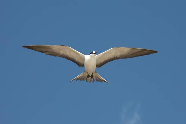 o "sooty tern". onychoprion fuscatus 7. - lord howe island - fotografias e filmes do acervo