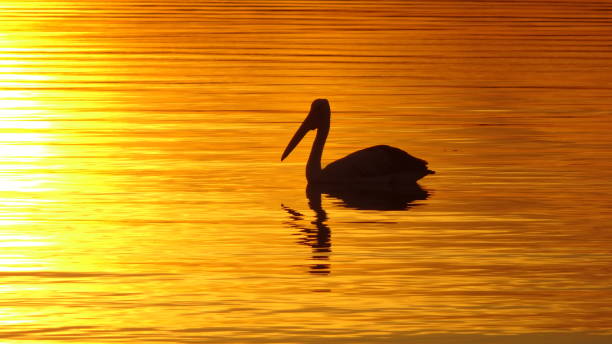 Streaky Bay, SA. Australian Pelican - Pelecanus conspicillatus