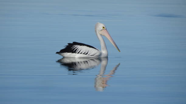 istock Australian Pelican - Pelecanus conspicillatus 1. 1161498078