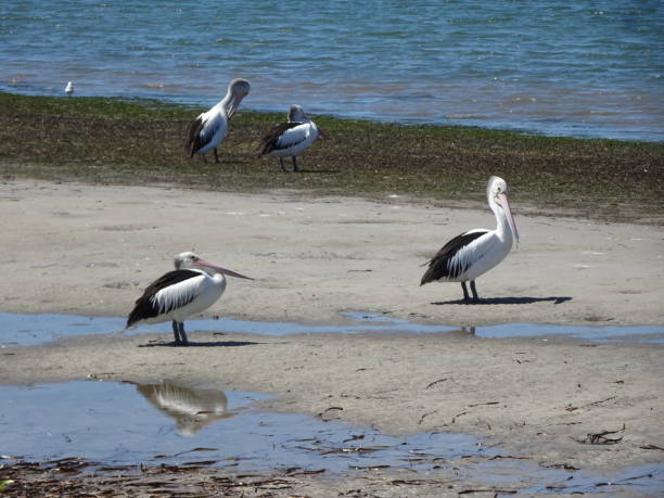 istock Australian Pelican - Pelecanus conspicillatus 14. 1161498082