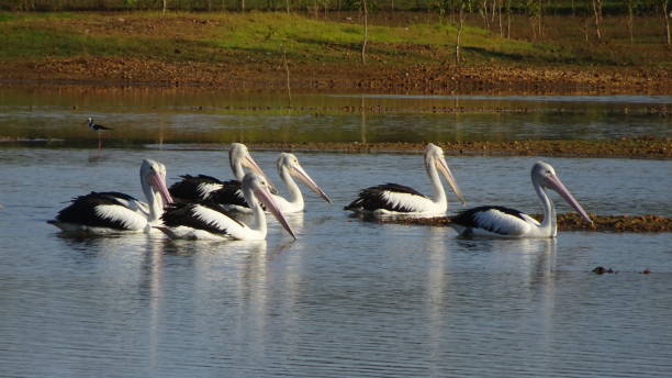 istock Australian Pelican - Pelecanus conspicillatus 25. 1161498087