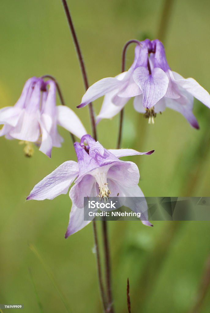 A close-up shot of Columbine, a beautiful purple flower.  Close up of columbine,  Close-up Stock Photo