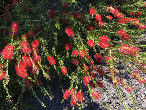 Image of flowering tropical red bottlebrush flowers (Callistemon citrinus 'Splendens'), exotic sub-tropical garden shrub with red bottle brush flowers close-up, growing in sunny garden with large blooms and small green leaves, with grey slate mulch Stock photo of tropical red bottlebrush flowers (Callistemon citrinus 'Splendens') growing in sunny garden with large blooms and small green leaves, with grey slate mulch, exotic sub-tropical garden shrub with red bottle brush flowers close-up red flower trees callistemon citrinus stock pictures, royalty-free photos & images