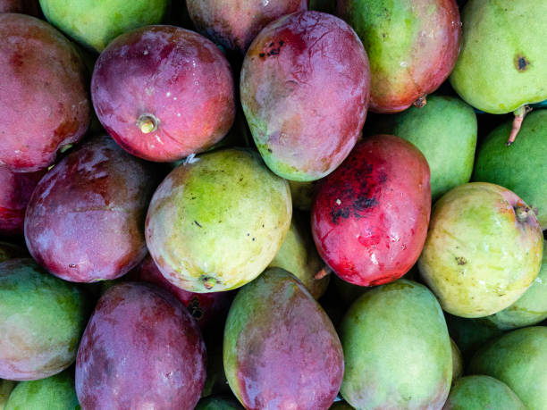 istock Fresh raw sweet mango heap as background on market 1161499857