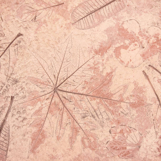 istock marks of leaf on the concrete background 1161500664