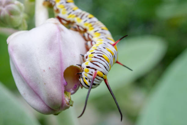 클로즈업 애벌레 나비 는 크라운 꽃, 야외 매크로 곤충을 공급합니다. - butterfly swallowtail butterfly caterpillar black 뉴스 사진 이미지