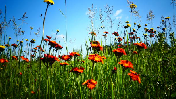 istock Small yellow and orange flowers in a close-up field 1161501627
