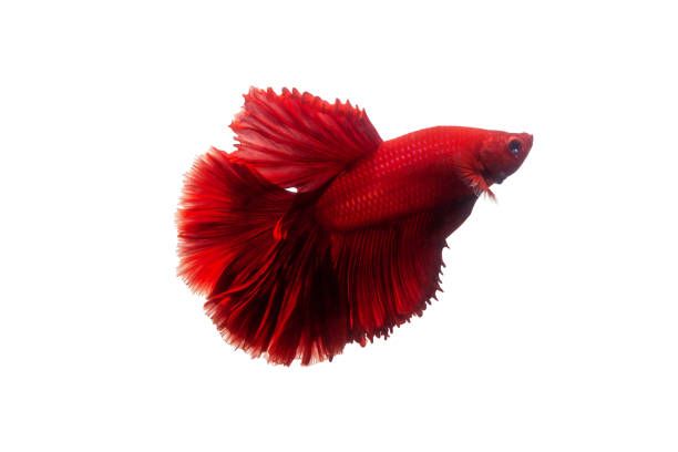 istock Red color Siamese fighting fish. Fighting fish, Betta splendens, on black background with clipping path 1161501705