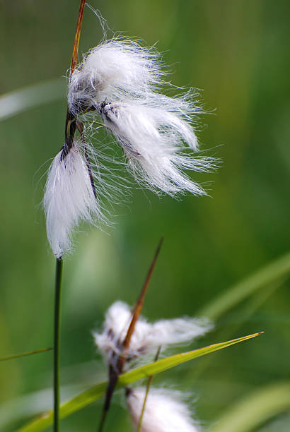 аляска хлопок, eriophorum angustifolium - cotton grass стоковые фото и изображения