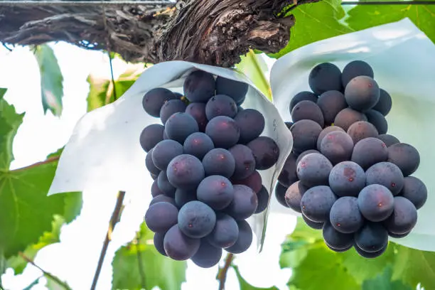 kyoho grape just before harvest