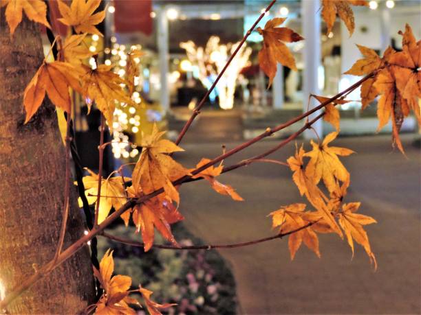 istock Autumn in the city 1161504131