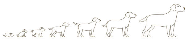 ilustrações de stock, clip art, desenhos animados e ícones de stages of dog growth set. from puppy to adult dog. animal pets. labrador retriever grow up animation progression. pet life cycle. outline contour line vector illustration. - puppy young animal dog labrador retriever