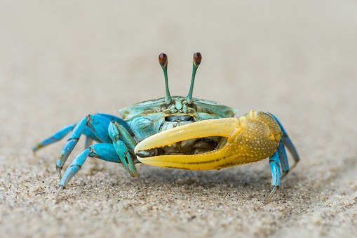 little crab on the sandy beach