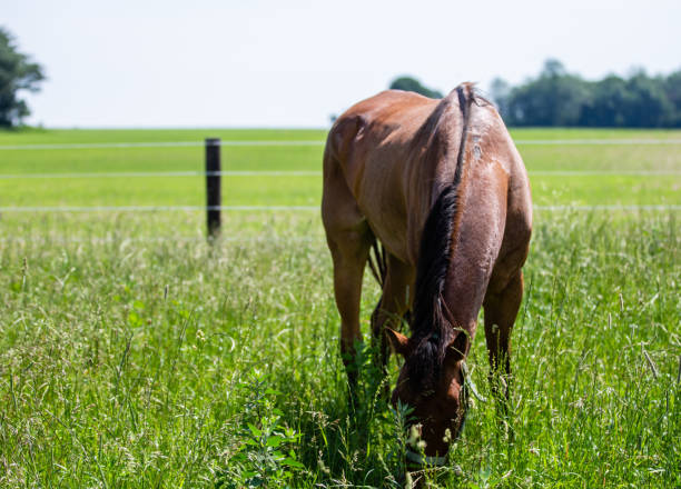istock Quarter Horses Grazing 1161507007
