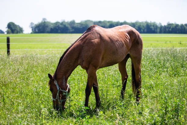 istock Quarter Horses Grazing 1161507061