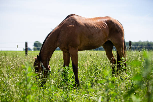 istock Quarter Horses Grazing 1161507118