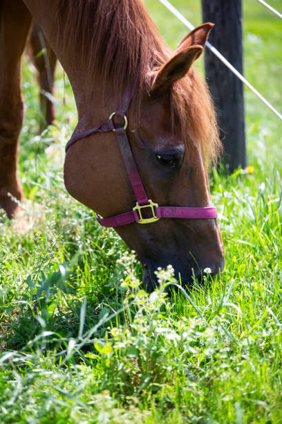 istock Quarter Horses Grazing 1161507148