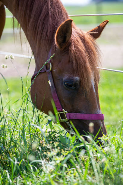 istock Quarter Horses Grazing 1161507154