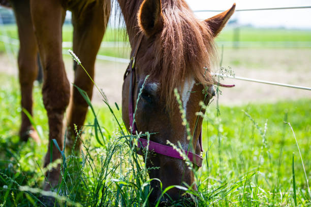 istock Quarter Horses Grazing 1161507204