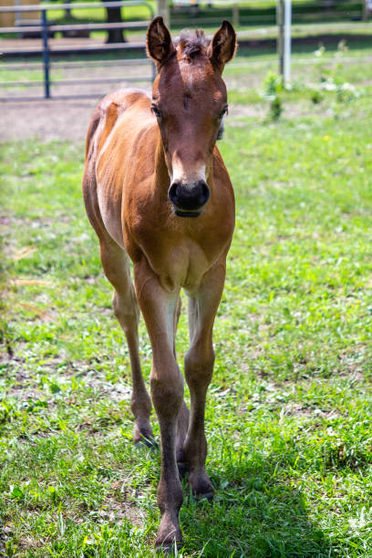 istock A Mom and Her Baby 1161507811